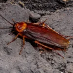 Barata