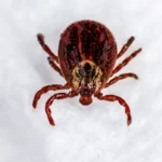 Carapato