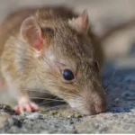 Ratos e Roedores